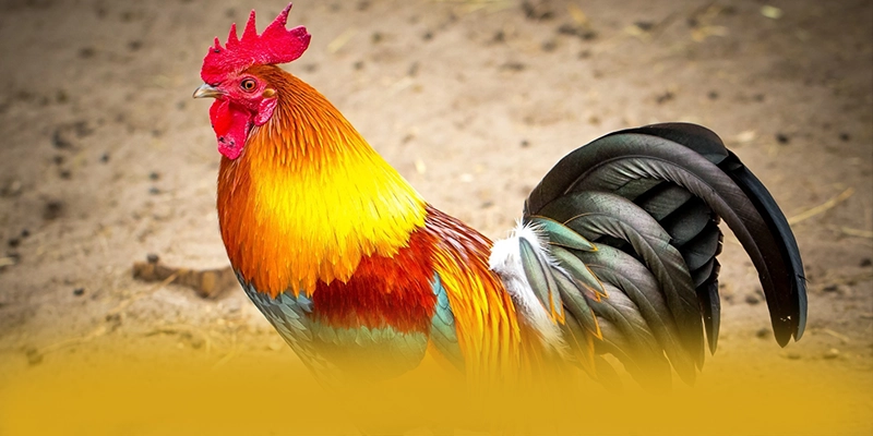 
Cùng trải nghiệm W88 - Cổng giải trí được nhiều người chơi lựa chọn số 1 Việt Nam

