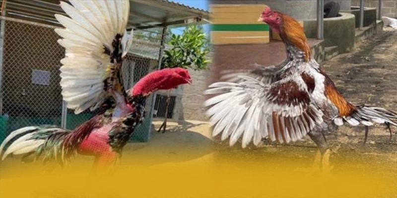 AU88 - Ứng dụng giải trí hào phóng được quan tâm nhất – Khám phá chương trình AU88 AU88 - Ứng dụng giải trí hào phóng được quan tâm nhất – Khám phá chương trình AU88